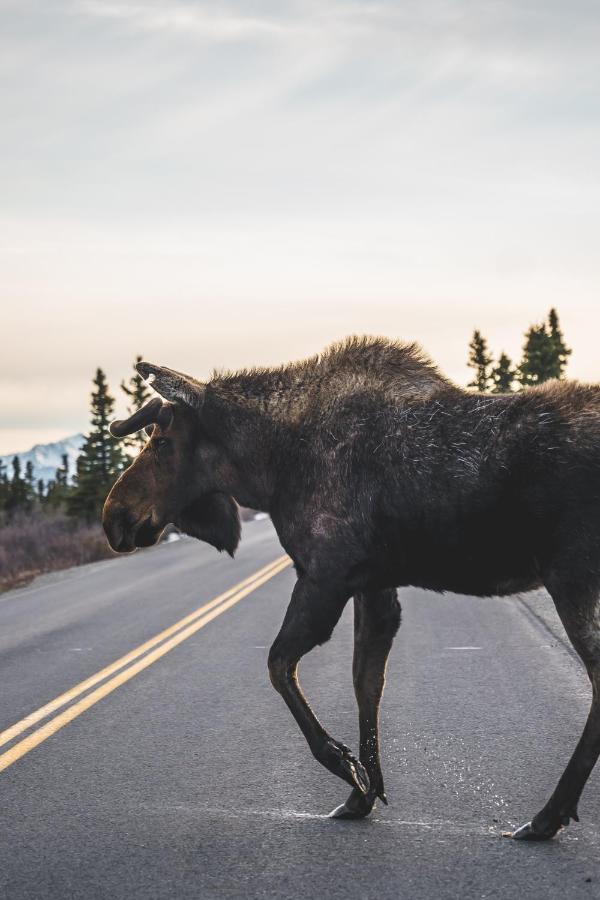 Denali Wild Stay - Moose Cabin, Free Wifi, 2 Private Bedrooms, Sleep 6 Хийли Екстериор снимка